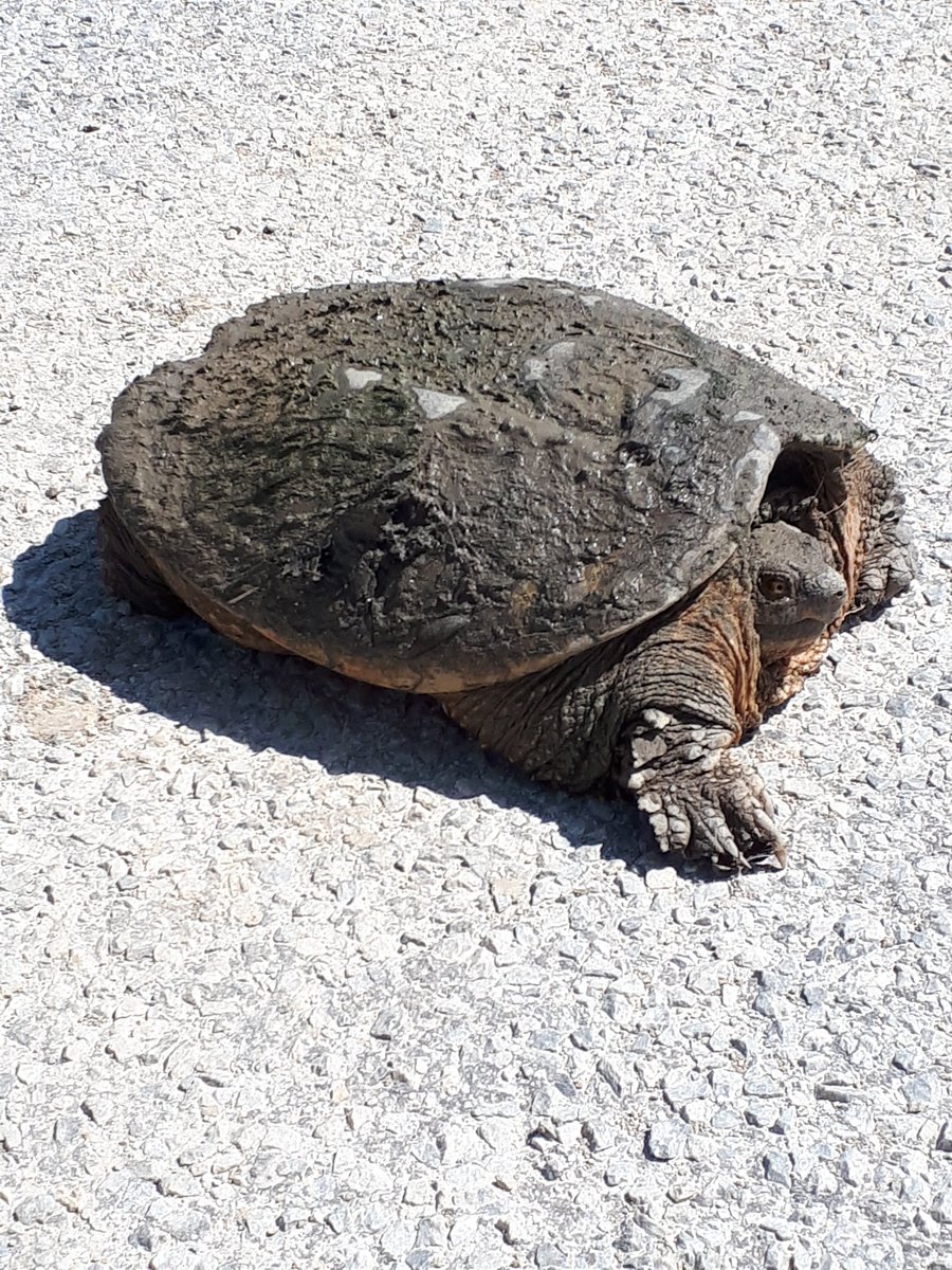 djkojack's tweet photo. Just stopped to save a snapping turtle in middle of the road . #stopforturtles #lovenature #snappingturtle #windsornature #PointPeleeNP #slowforturtles #gestosideroad #yqg #stopforsnakes @OjibwayPark @PointPeleeNP #windsoressex https://t.co/5Y1uY97LnA