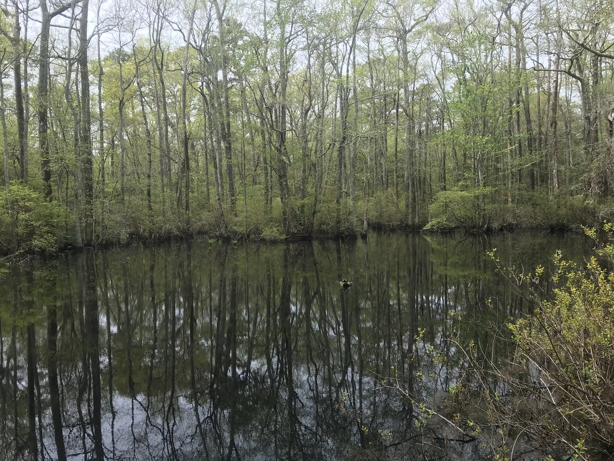 L__Pellegrino's tweet photo. I found out I could just take pics through my binoculars #NatureHack #MakeshiftZoom @VAStateParks https://t.co/6z5itlL9Hh