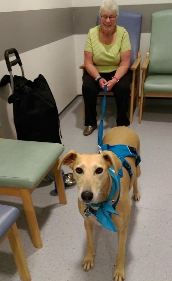 Today we visited @UHBristolNHS, Haematology &amp; Oncology Centre (BHOC). We set up interactive games in the radiology outpatients dept. for patients to come &amp; play with Nell. Everyone agreed it was lovely to have a dog at BHOC. #Bristol #AnimalAssisted #Wellbeing