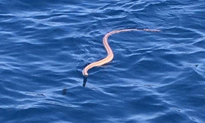 Schlangen in Kroatien Video: Schlange versucht es aus Meer an Bord!  inistrien.de/aktuelles/schl…