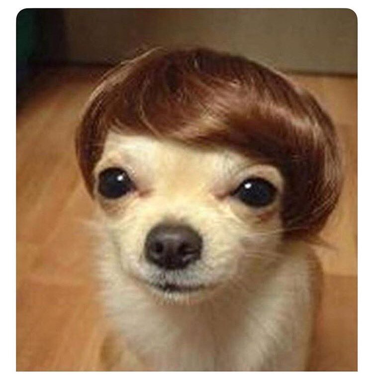 Truly_Mina's tweet photo. @lizakoshy Why does this look like a dog Jet would own https://t.co/bU1OXAmzCm