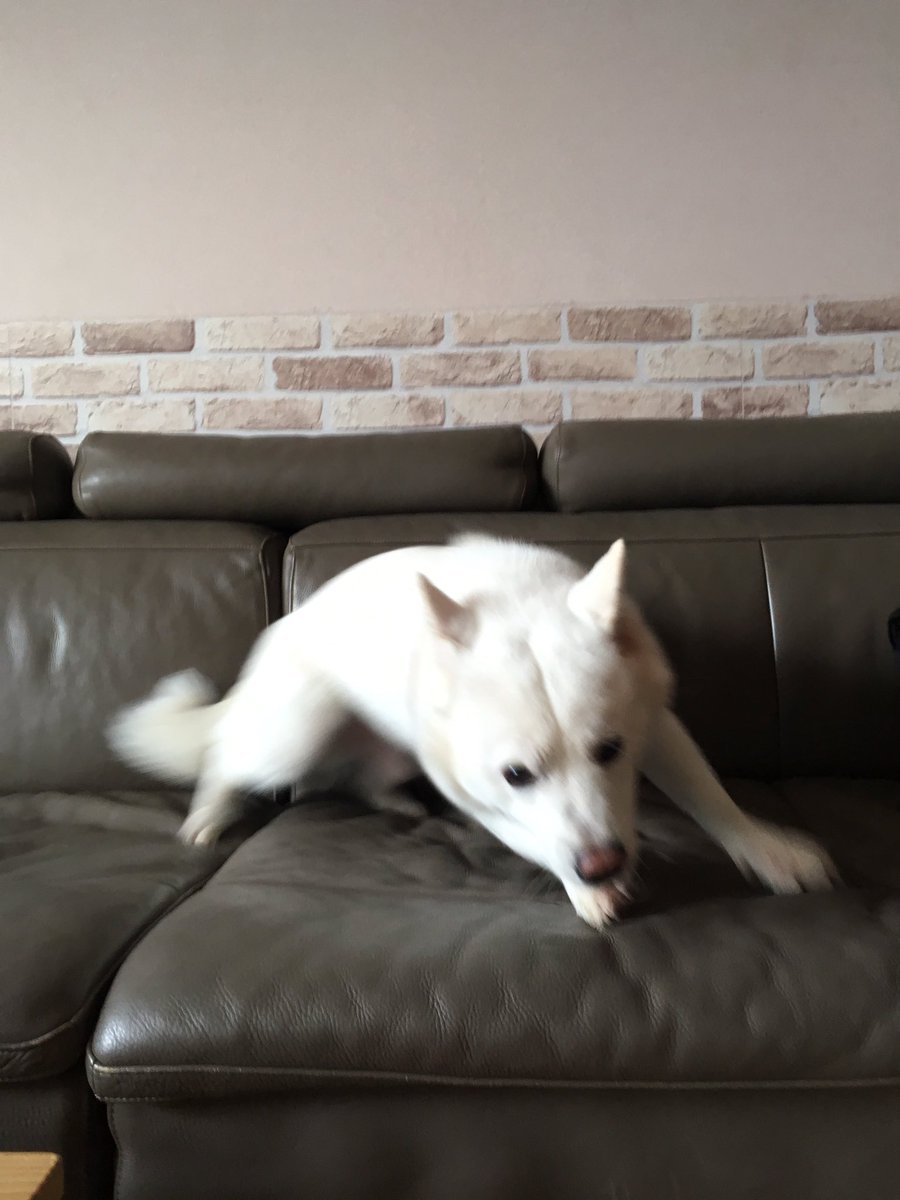 dog_ys1223's tweet photo. 순간이동보여준대 https://t.co/64YZrNh3Rl