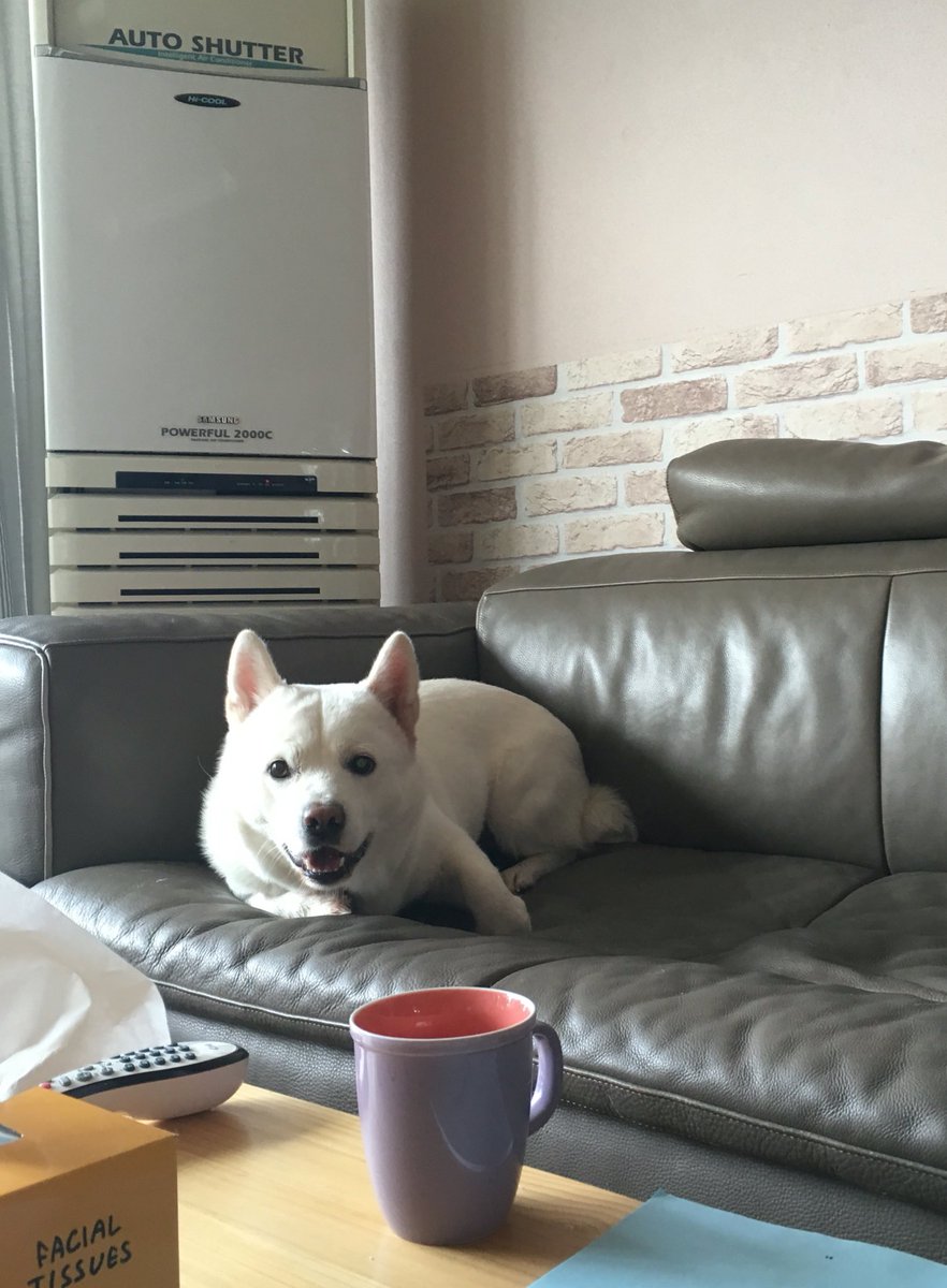 dog_ys1223's tweet photo. 순간이동보여준대 https://t.co/64YZrNh3Rl