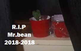 Jacob Or Obx467 On Twitter This Is A Sad Day Mr Bean As Died Put This Decal On Your Cars For Respect For Mr Bean Plz Https T Co Ukwqi0o0oq Https T Co Eay1grr0d9 - bean mr bean roblox