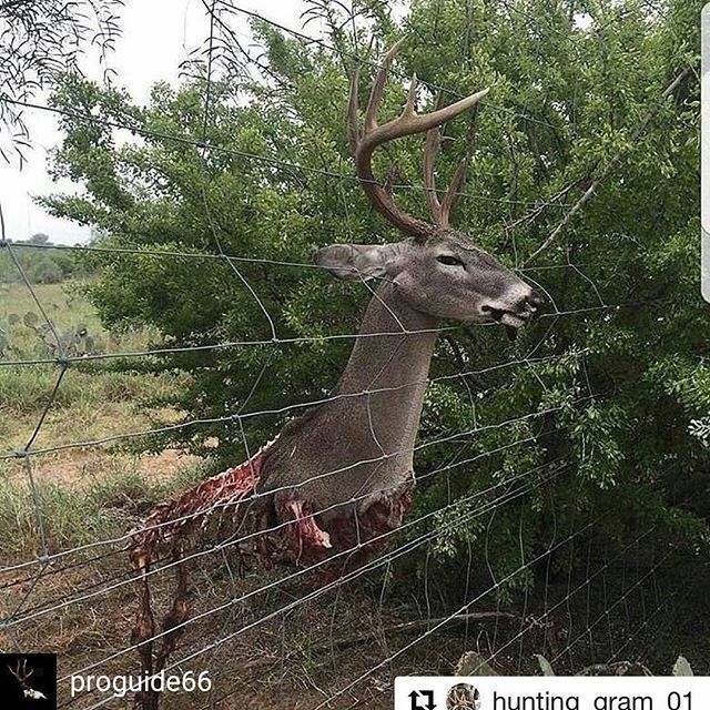 ArcheryManiacs's tweet photo. Rough way to go...caption this.
.
Regrann from @proguide66 - Wow. Fences and train tracks. I wonder which one takes the most.
#wasted #sadness #whitetaildeer #fence #death #caught #danger #antlers #bait #howtohunt - #regrann #archerymaniacs #podcast https://t.co/6FIEZTtIDX https://t.co/T801skULuX