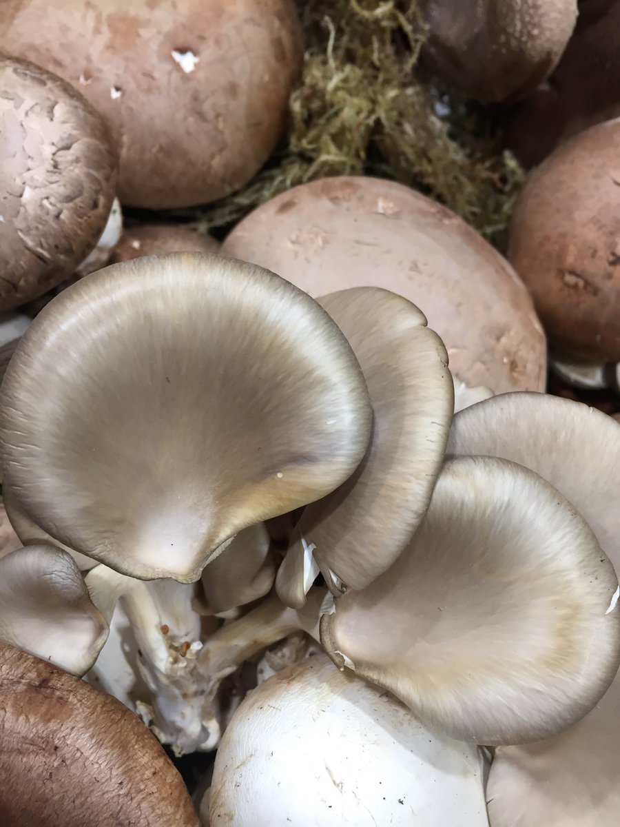 Foodwords's tweet photo. All the pretty mushrooms at the produce show. #CPMA2018 https://t.co/DUbk25fuBt