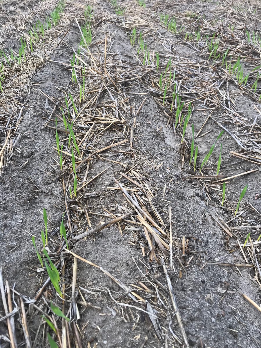 stuart_hocking's tweet image. Planet barley. #junesheepfeed @stuart_witham