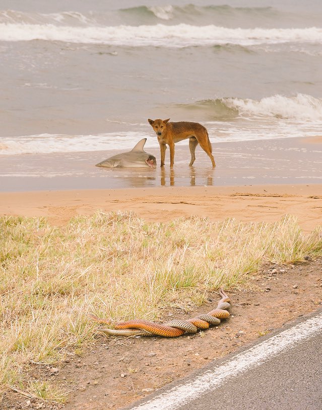Zalo's tweet photo. Australia! https://t.co/eRJzW8IZPW
