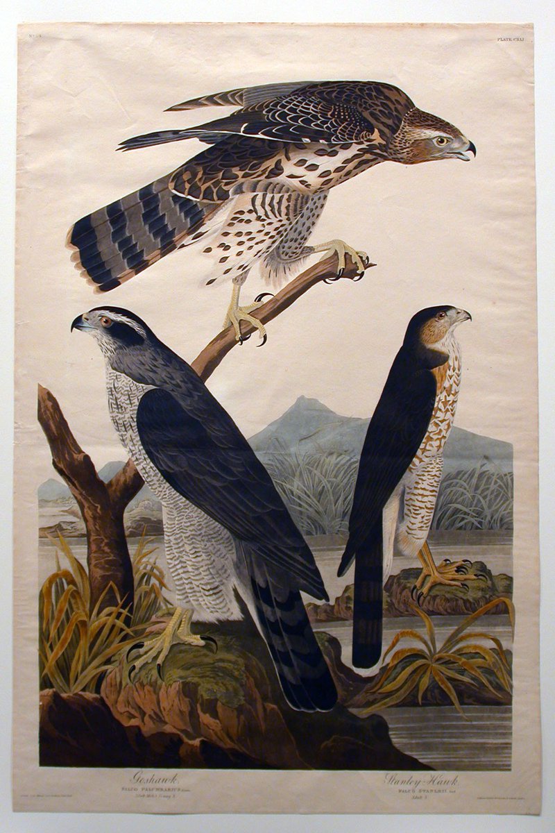 American painter, ornithologist and naturalist, John James Audubon was born on this day in 1785. met.org/2vRycH8