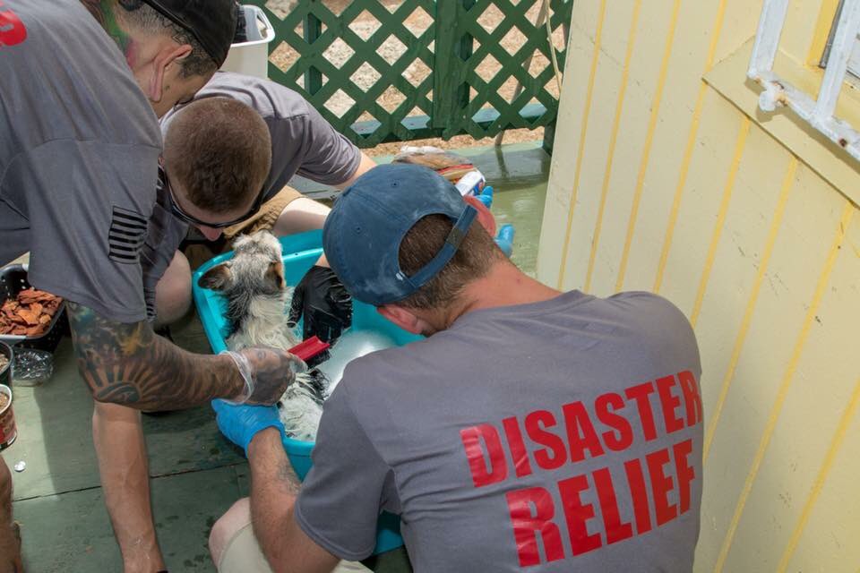 AWDisaster's tweet photo. This morning, we met with people at the humane society and discussed their needs. Tomorrow we will fix what we can with the supplies and materials available. 
Today, we removed hundreds of ticks from dogs, treated their sores, &amp; gave them medicated baths. https://t.co/y3Xog1rNv0