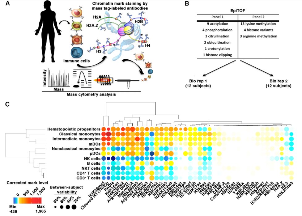 mmw_lmw's tweet photo. #Immunity and #Aging | #EpiTOF | Assessing #LineageSpecific #ChromatinModification in Immune Cells at the #SingleCell level | Alex Kuo @StanfordMed @CellCellPress https://t.co/rlwSF3IbPV https://t.co/JiIN9bjWP7