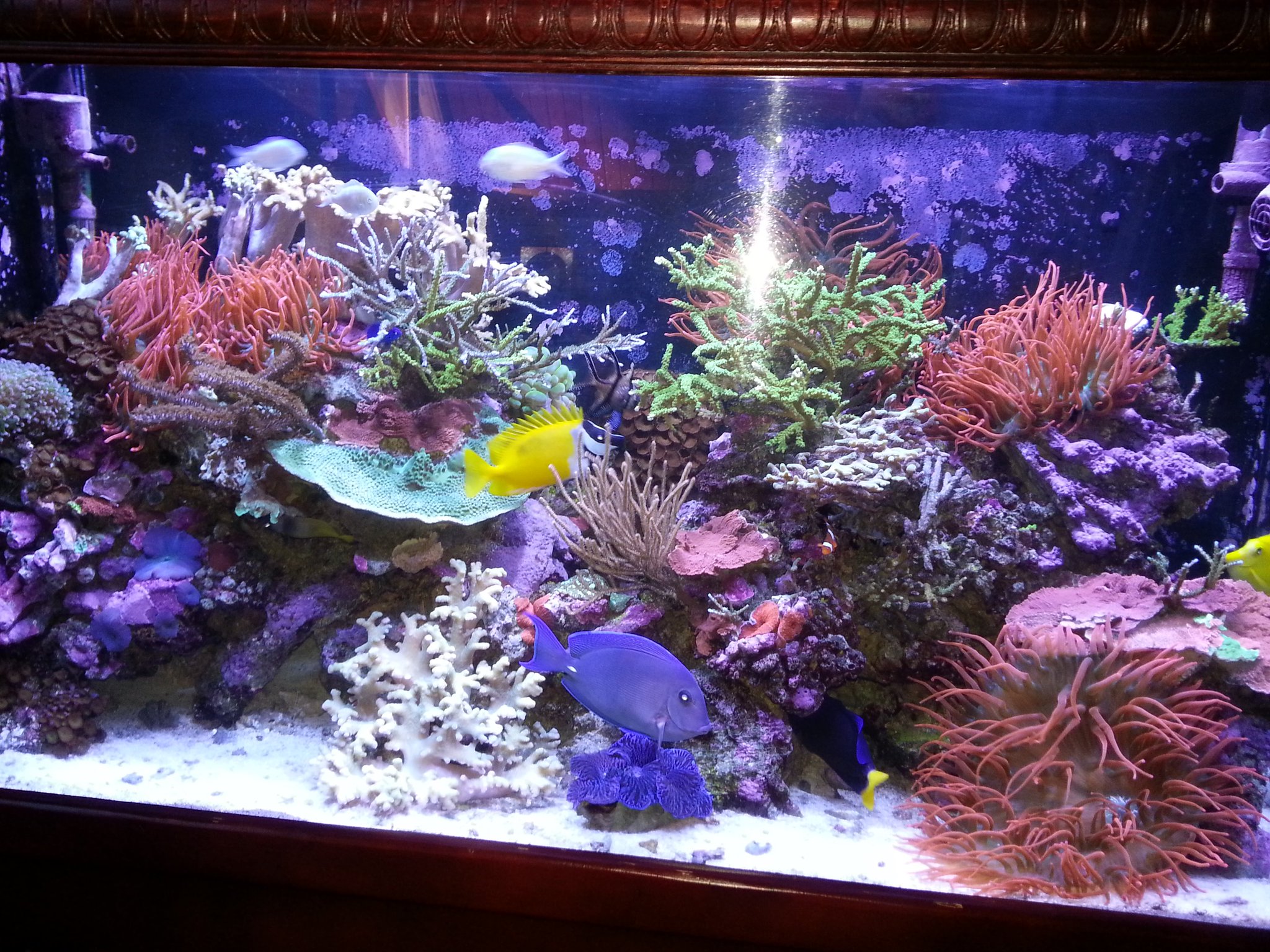 Hamilton Technology On Twitter This Reef Aquarium Uses Hamilton Technology On Twitter This Reef Aquarium Uses