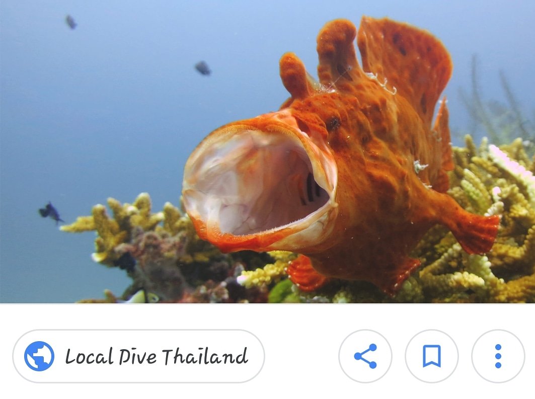 лягушка-черепаха (turtle frog). рыба жабун. удильщик рыба жаба. рыбалка "лягушка". трехиглая рыба жаба.