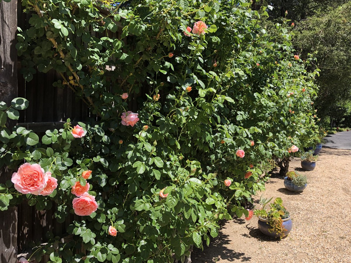 ... and so the blossoming begins!! #roses #beauty #sonoma #spring #cottageinnandspa