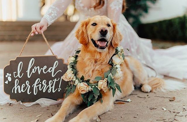 “Whoever said diamonds are a girls best friend never owned a dog”💕 ift.tt/2FjWjxR