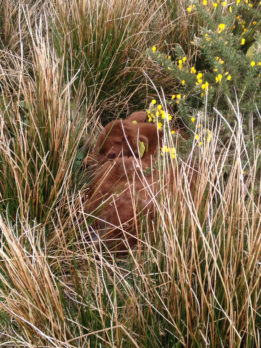 Amazing how well new calves get hidden ... took me ages to find this one ... mind you, yellow ear tag blends in well with the gorse!  #Highlanders #nativebreeds