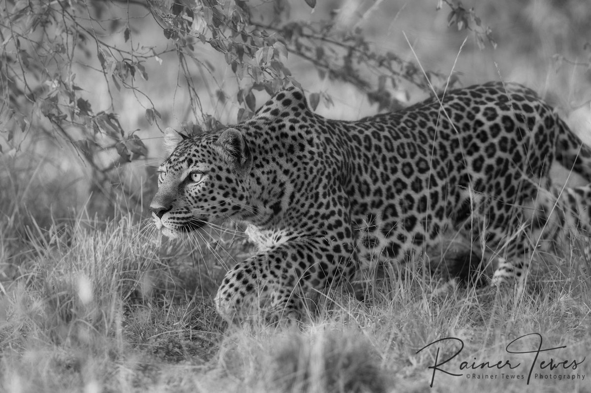 rainertewes's tweet photo. Highly concentrated. | Leopard on the hunt.
#africanamazing #africanwildlifephotography #maasaimara #masaimara #naturephotography #wildlifephotography #africanature #bigcats #leopard #leopardhunting #nikonphotography https://t.co/5ytgpzglE2