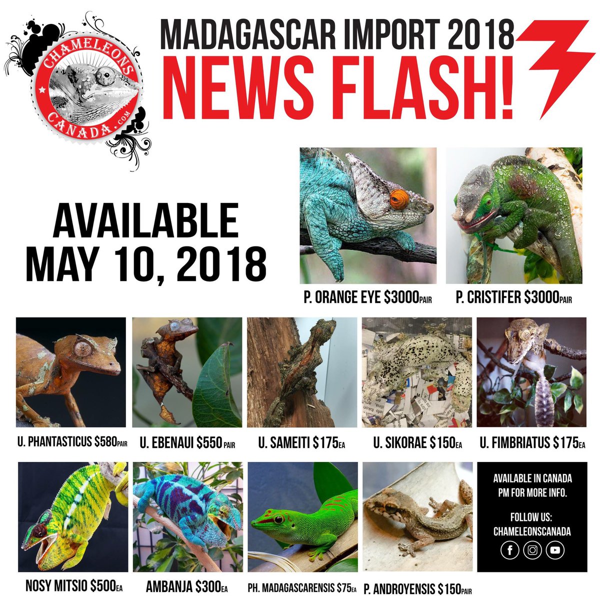 chamscan's tweet photo. #Madagascar Import ready! What's coming? #Parsonii #Uroplatus #NosyMitsio #Ambanja #Androyensis #DayGeckos Reserve now! https://t.co/SenaITwcV1