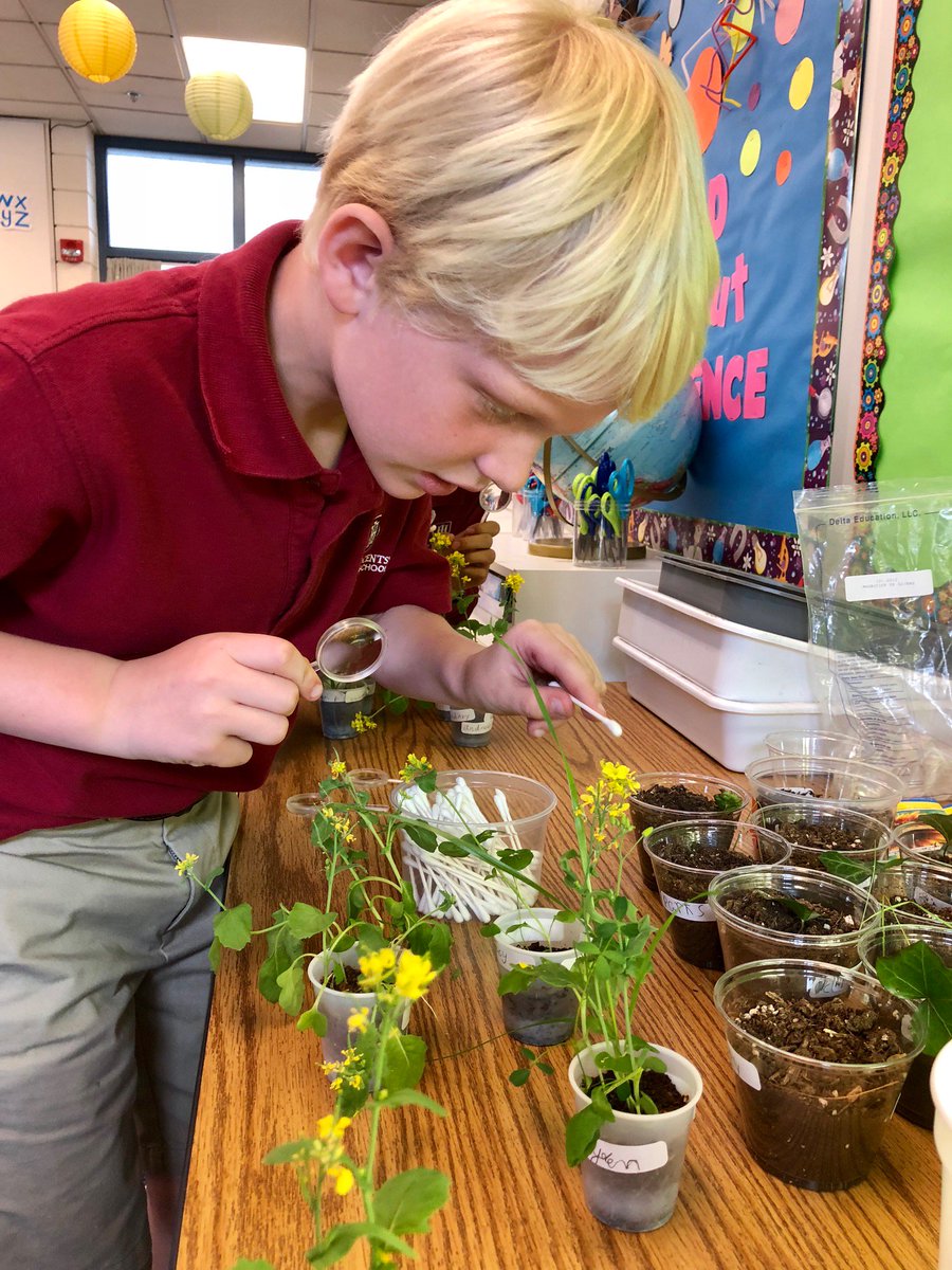 HIESbears's tweet photo. Second-graders in Mary Quarles' science lab are hand-pollinating brassica plants. #HIEScience #HIESbears https://t.co/pyAKi7L4s4