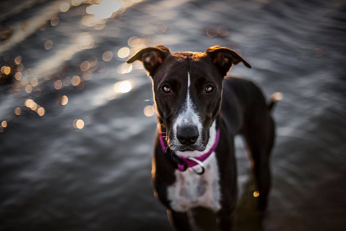 Julius-K9® tweet media