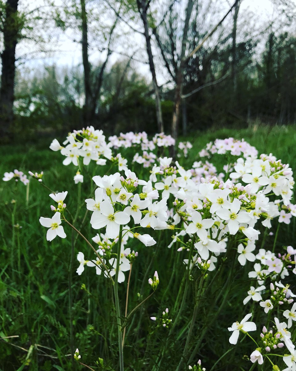 Aren’t these beautiful! My new favourite wildflower #cuckooflower #ladyssmock #milkmaids #pinksterflower