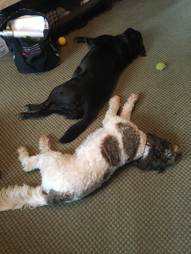 armanithehorse's tweet photo. The girls are so tired tonight!😂Anyone would think they have been busy!! https://t.co/sgK0soDxJ8