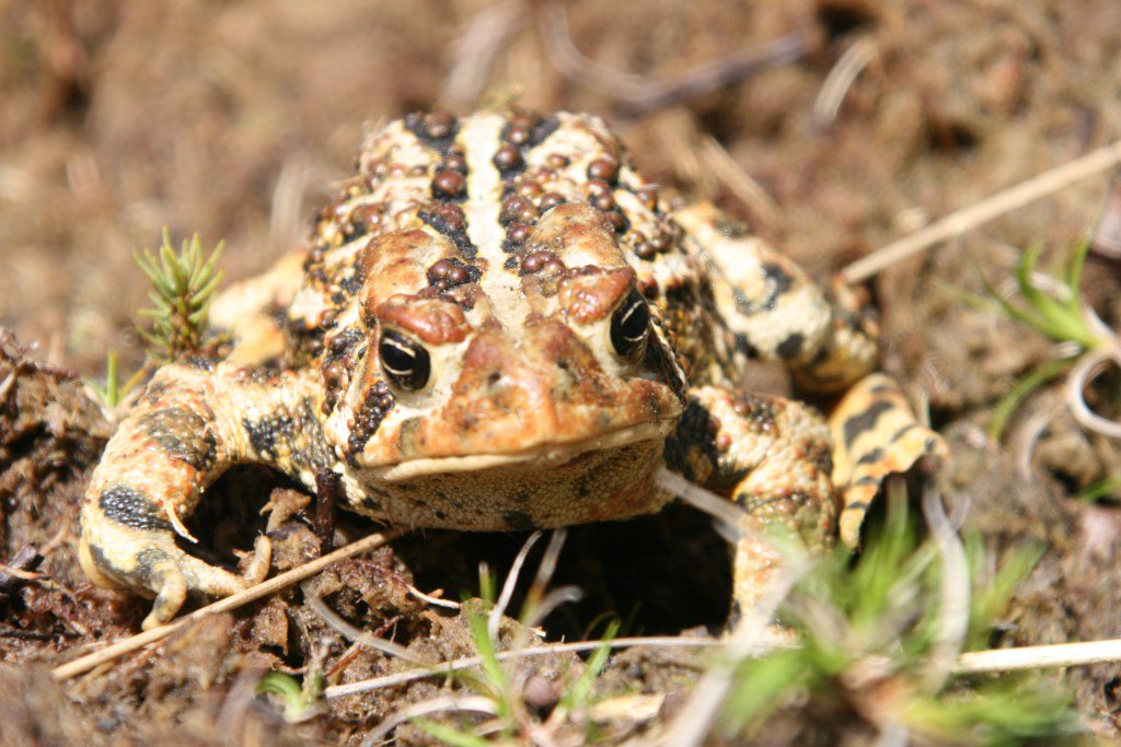 FourRiversFRG's tweet photo. Living with Us… American Toad https://t.co/3OBMdvk9Jn https://t.co/DM1n7rKeWW