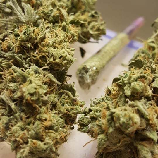 ukweedweekly's tweet photo. mmm.. who loves some #cheese #criticalcheese  more to the point... pics dont do it justice! it is super stinky and super tasty!! much love to #dinafem on this one top genetics going off. Fully loaded #cycloneclearcones too!! glad to have a change from th… https://t.co/suazc3qi9p https://t.co/iyKtofXrfU