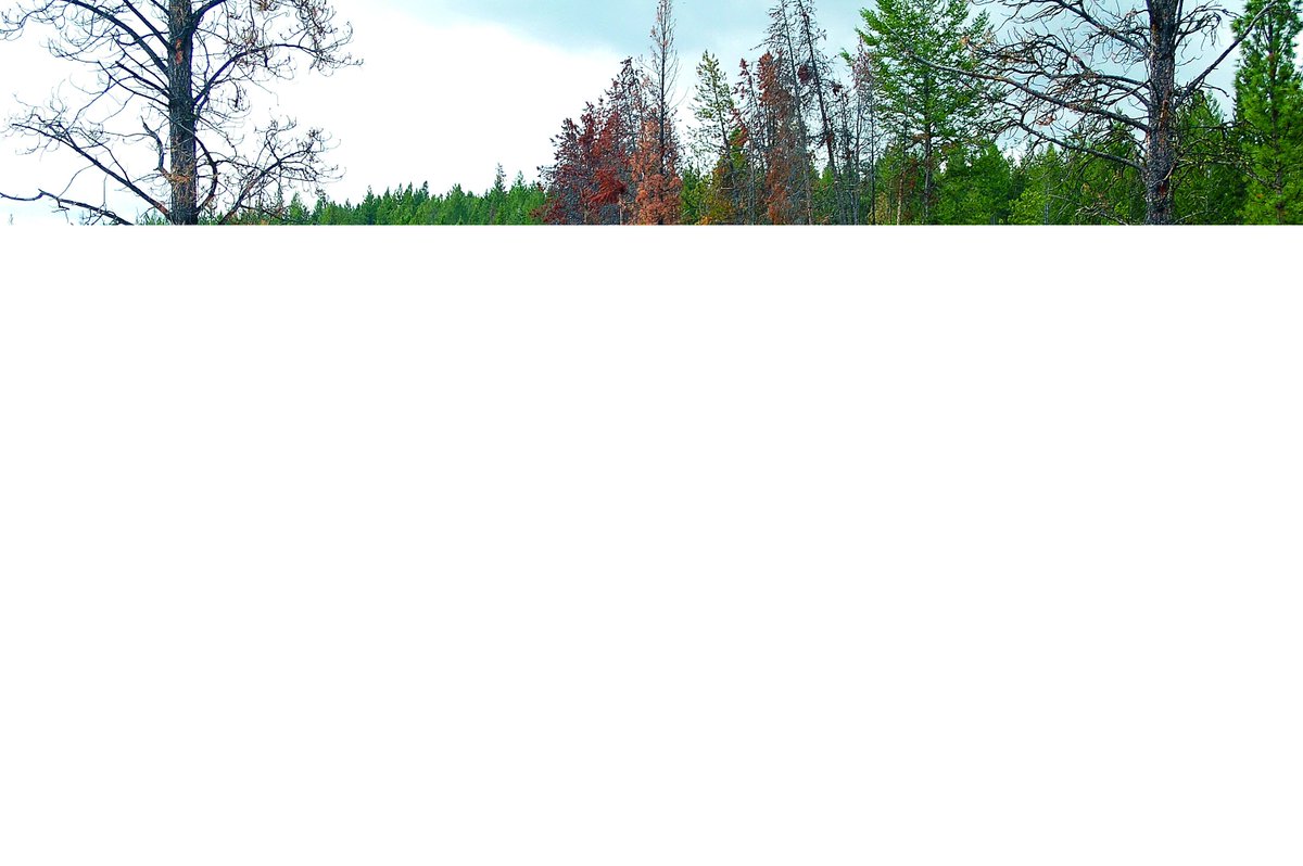 BC OUTDOORS MAGAZINE tweet media