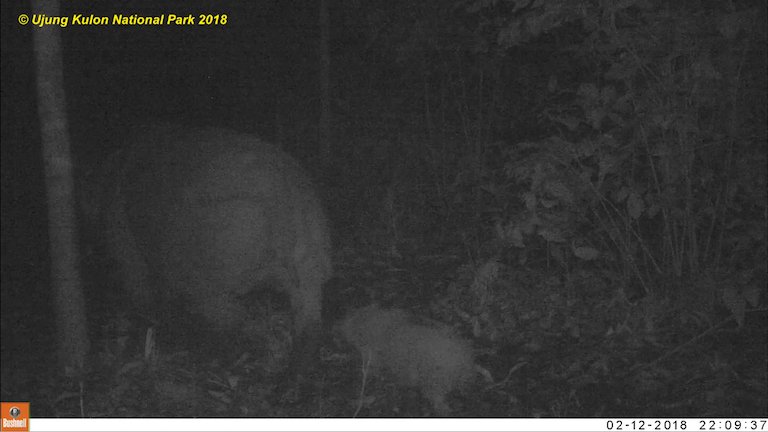 A glimmer of hope amid crisis: Officials from Indonesia’s @UjungkulonNP announced the arrival of two new Javan rhino calves  news.mongabay.com/2018/04/two-ne… via <a href="/mongabay/">Mongabay</a> @bgokkon #ConservationOptimism #Rhinos