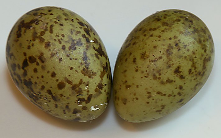 Flavour Seeker (@flavourseeker) on Twitter photo Gulls’ eggs are in season - have you tried them yet? flavourseeker.co.uk/2016/06/04/ing… #Food #FoodieFriday <a href="/finefood_uk/">Fine Food Specialist</a> Gulls’ eggs are in season - have you tried them yet? flavourseeker.co.uk/2016/06/04/ing… #Food #FoodieFriday <a href="/finefood_uk/">Fine Food Specialist</a>