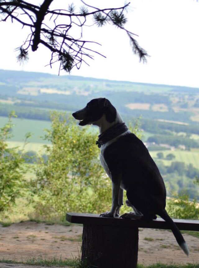 BatdogBrock's tweet photo. RIP BROCK 😭
You left us two years today.
Brock = LIFE!

The pain of losing him never stops, you were the most ridiculous hilarious doggo ever.

Awww sad times. ❤️🐶 https://t.co/dNOqVeBGys