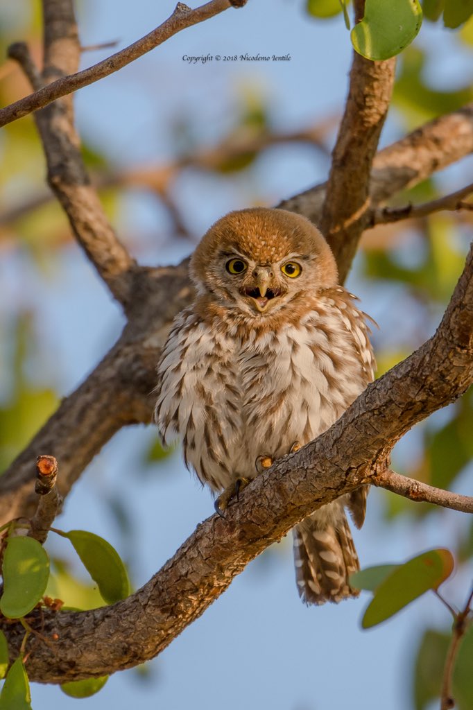IentileNico's tweet photo. The name pearl-spotted owlet (Glaucidium perlatum licua) comes from having two eyespots on the back of the head and for being a small owl.
#Owlet #Camping #Damaraland #MadisaCamp #BirdOfPrey #GoldenHour #Desert #BigYear #MopaneTree #Birding https://t.co/OvblrHkDN1