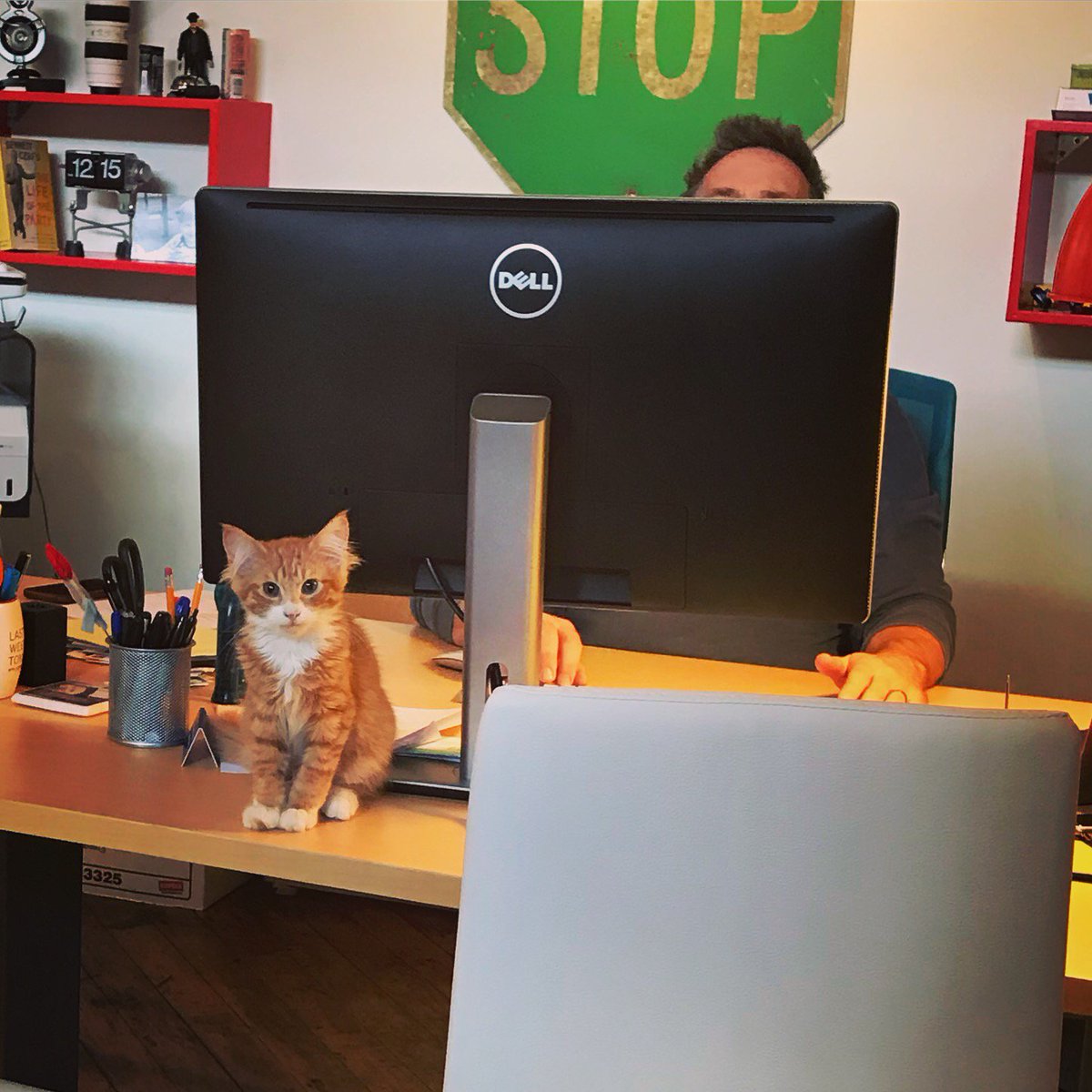 GlassEyeScreens's tweet photo. Take your (furry) child to work day! #takeyourchildtoworkday #kittenstakeovertheoffice #gesw #geswatl https://t.co/kH4QnZPfLx