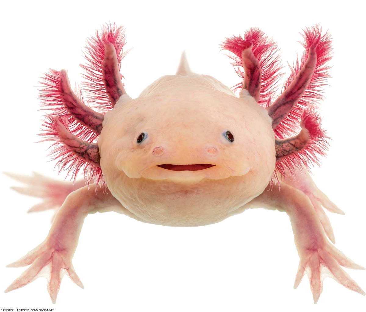 New advances in understanding how animals grow back limbs could bring us a little bit closer to regenerating human organs: ($) scim.ag/2KkmJmW