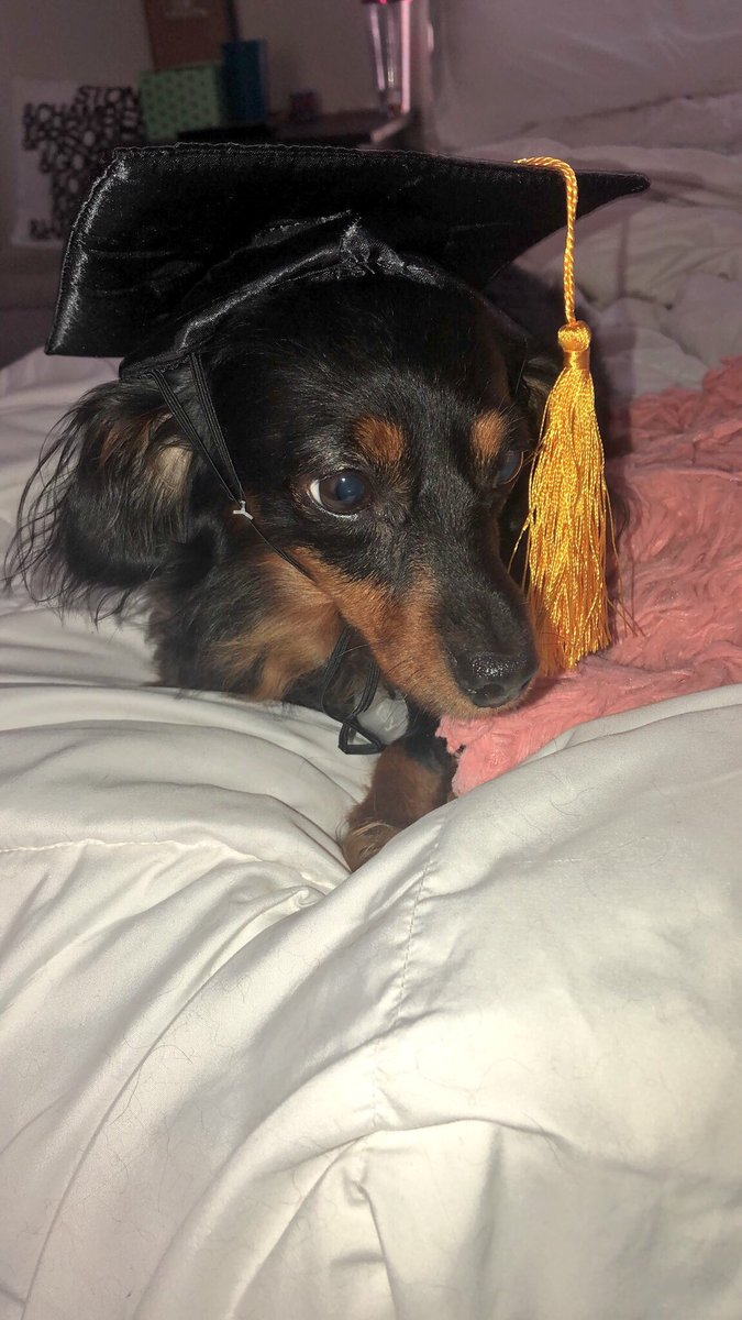 itsmadymessy's tweet photo. Look at my babies in their cute grad caps 💛 🎓 we’re almost there! #13days https://t.co/UiWiKWOdmQ