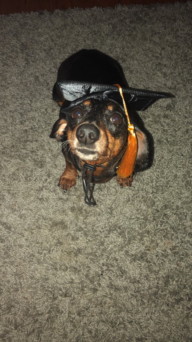 itsmadymessy's tweet photo. Look at my babies in their cute grad caps 💛 🎓 we’re almost there! #13days https://t.co/YQH19XEDz2