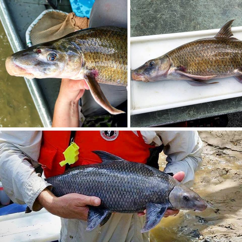 Tpwd Fishing It S Time To Guessthefish Hint The Majority Of The Populations In Texas Occur In The Sabine River Neches River Colorado River And Rio Grande River They Prefer Swift Tpwd Fishing It S Time To Guessthefish Hint The Majority Of The Populations In Texas Occur In The Sabine River Neches River Colorado River And Rio Grande River They Prefer Swift
