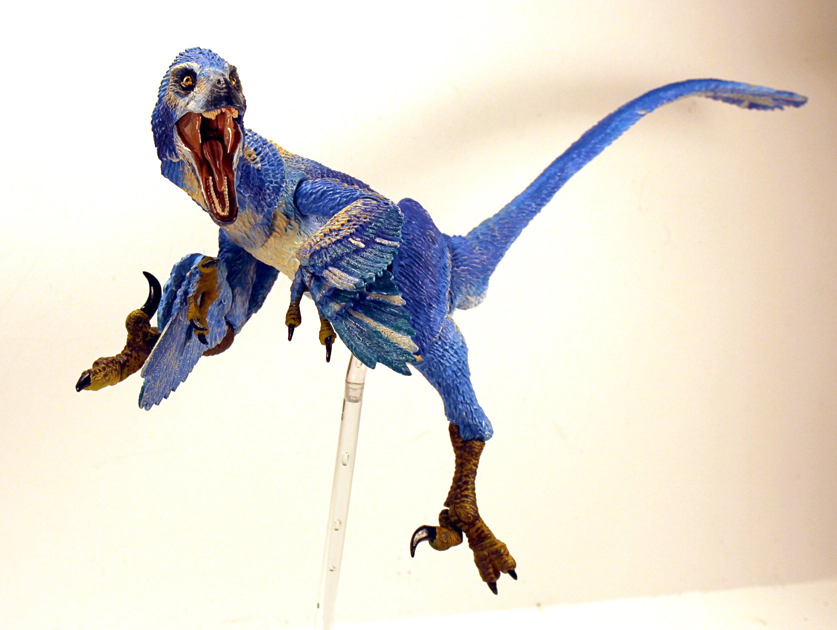 Velociraptor osmolskae
