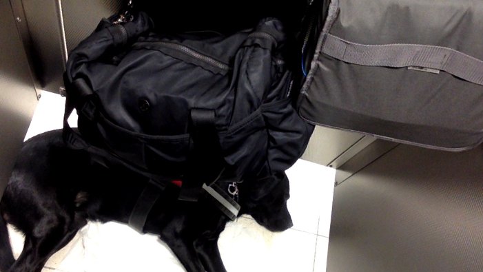 This is what happens to your 120 lb service dog when the large accessible stall gets taken by a friendly <a href="/SouthwestAir/">Southwest Airlines</a> pilot (granted, it was at an airport where there were no private restrooms for pilots)