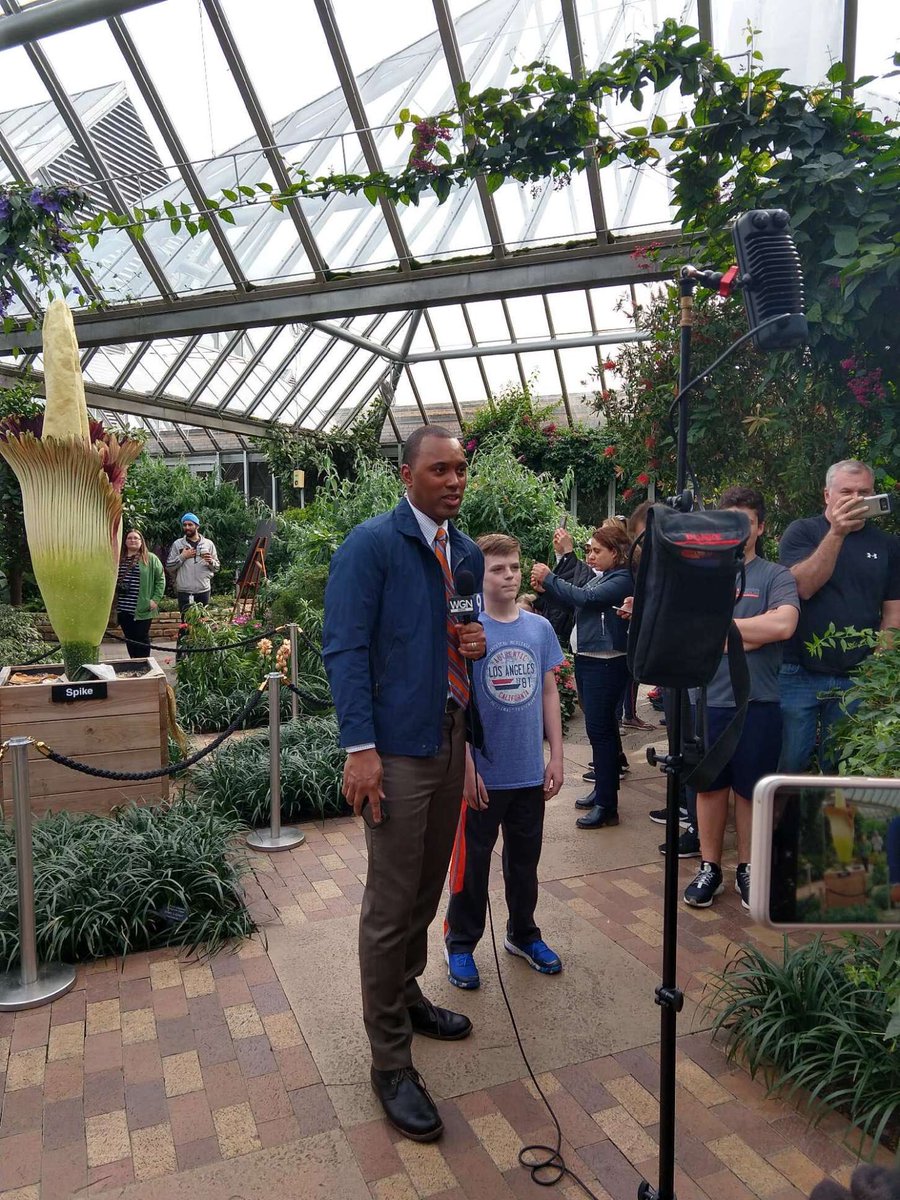 chicagobotanic's tweet photo. Demetrius Ivory, WGN News Meteorologist, is talking about #CBGSpike with visitors and Senior Scientist @PatiVitt. @DIvory_WGN @WGNNews #titanarum #corpseflower https://t.co/R1bd0SSVSe