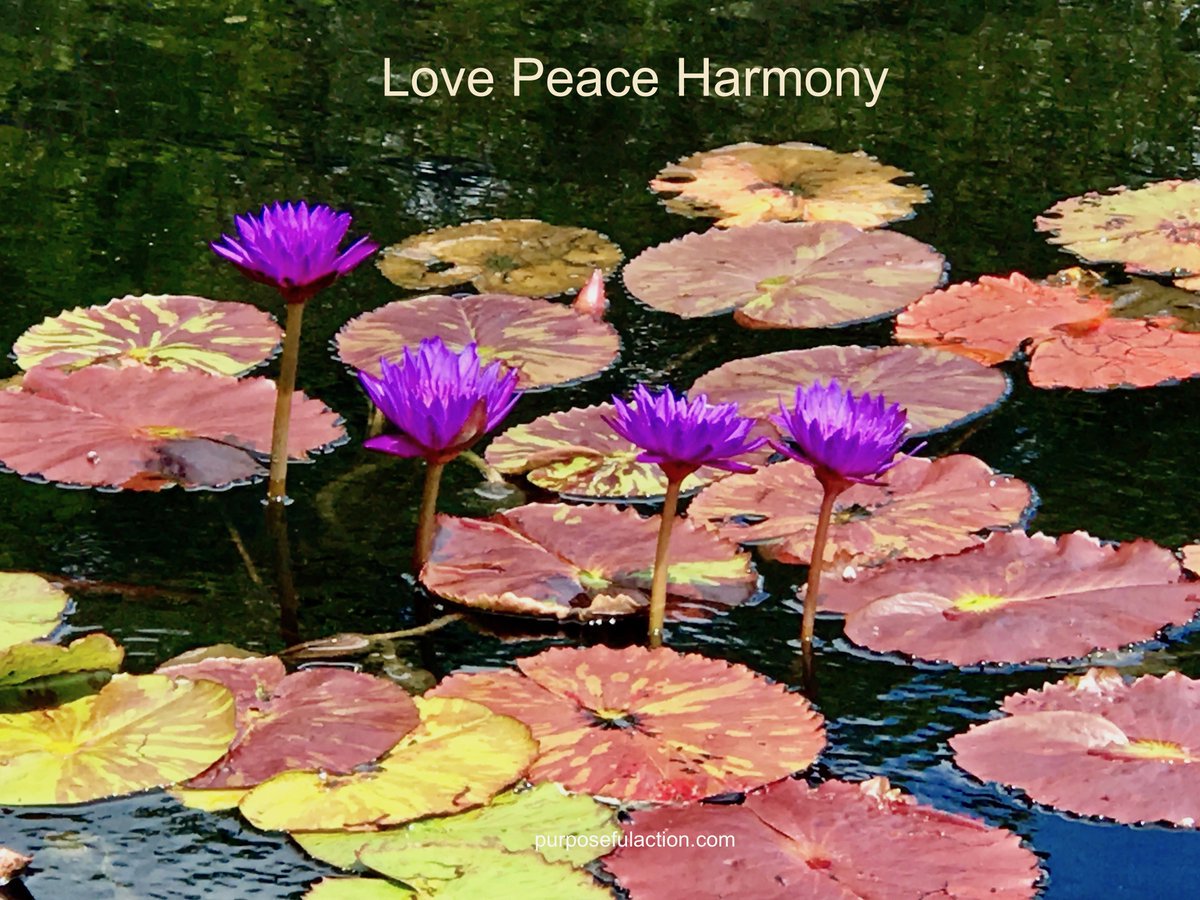 purposefulact's tweet photo. @RossVzla29 @Joseph010202 @Dew21Lana @Star071122 @davidlcurry1 @BarrettKays @LOYALFAN1 @farahmc1 @caya47 @ignaarist @henrirouen Good afternoon #sweet #Friend
#Love #Peace #Harmony
#Thursdaythoughts #JoyTrain #kindness #compassion #sincerity #serving #giving #sharing #worldpeace #Happiness #meditation #Oneneness #meditate #joy #bliss #blessings #nature #music #flowers #lotus #River #Life @PremChopraPhD https://t.co/5X2tTwamWx