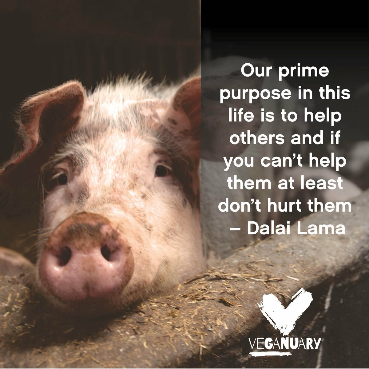 We all deserve a peaceful life, including animals. 💚🐷Choose compassion  and try vegan at https://t.co/3rg0DWFQwk #Compassion #ChooseCompassion  #CompassionateLiving #LoveAnimals #LoveAllAnimals #LoveForAll #BeKind  #BeNiceToAnimals #ForTheAnimals ..., image size:1200x1200