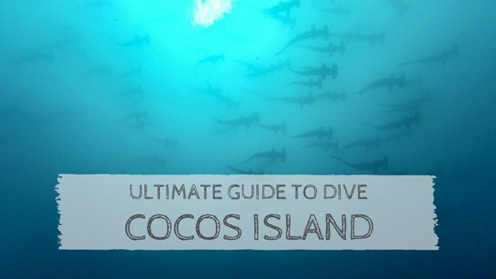 morefundiving's tweet photo. Ultimate Guide to Dive Cocos Island https://t.co/VMTe92Lq7z #scuba https://t.co/1bvbwVOSjy