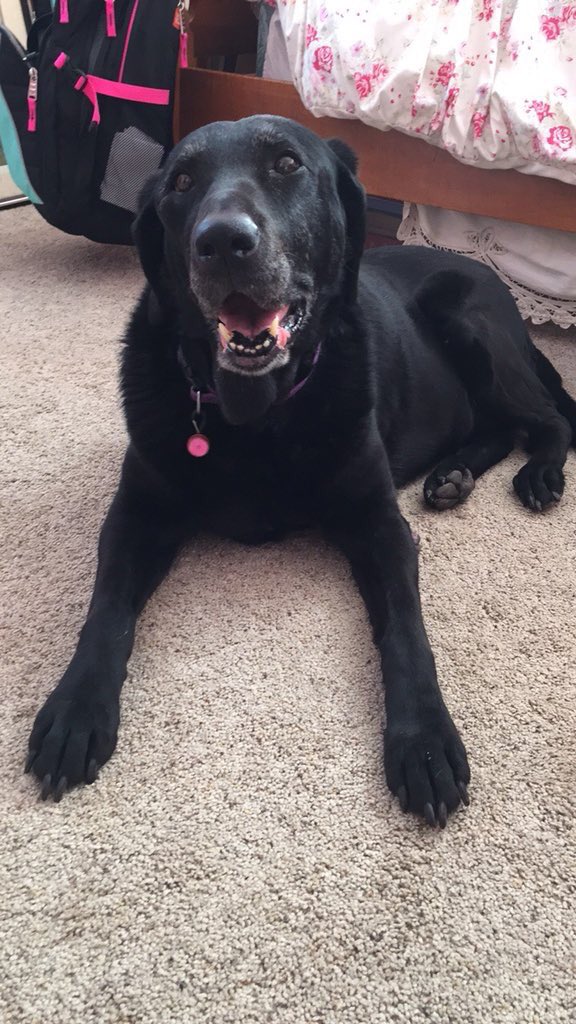portraitmodepet's tweet photo. This is Sunny. She has been a good girl for 12 years. Keep on borkin, Sunny. 🌸 ☀️ #portraitmodepet pc: @yosoykatie https://t.co/zjg2nqHSP5