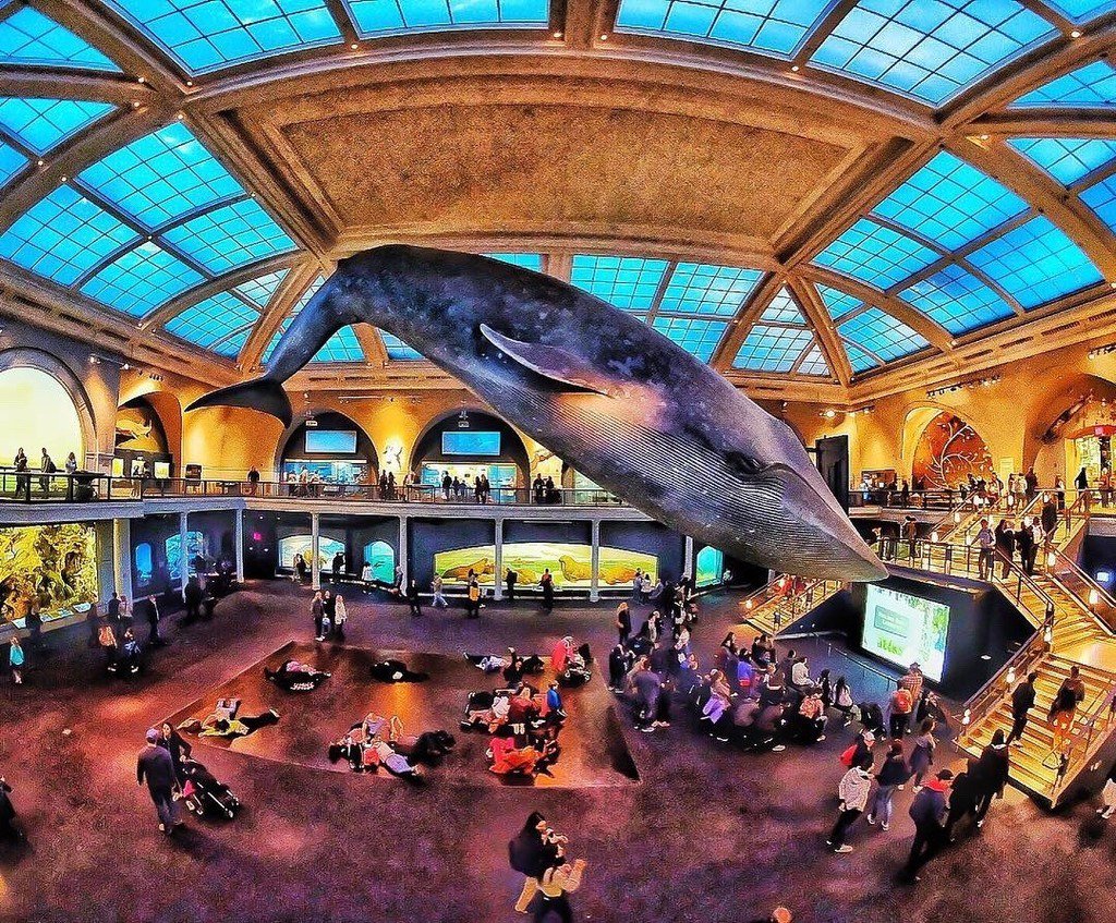 RT<a href="/nycfeelings/">NewYorkCityFeelings</a> American Museum of National History by @huggynbg [Enjoy +images at gonyc.co/2HSQcpp ] | The Best Photos and Videos of New York City.