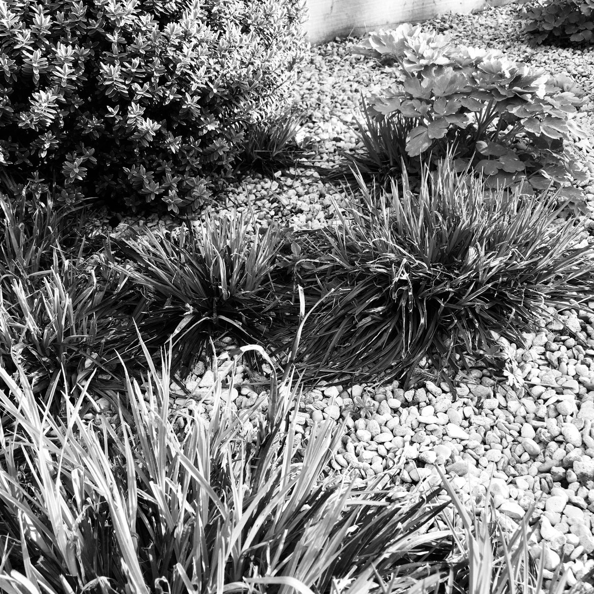 It’s always worth thinking about your #planting schemes in black@and white to maximise the texture combinations #gardendesign #plants #design #landscape