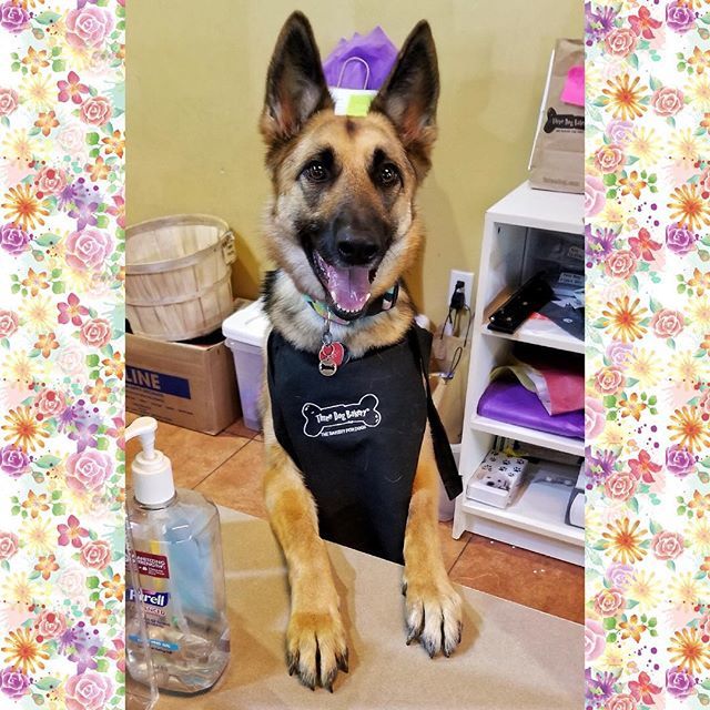 TDBFLOWERMOUND's tweet photo. Ellie the bakery pup is here to help out today! 🐕🐾😍 #dogsafe #dogbakery #rawhide #naturalrawhide #allnatural #allnaturaltreats #dogtreats #cattreats #southlaketx #shopsofsouthlake #unleashthelove #dogsofinstagram #germanshepherd #EllieTheBakeryPup https://t.co/l5SDpljco7 https://t.co/R4NjdaUF02