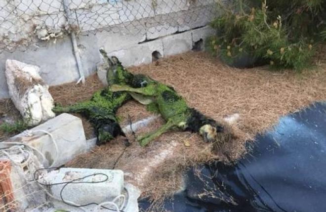 La estremecedora carta de un hombre al asesino de sus perros lacronicadelpajarito.com/region/estreme…