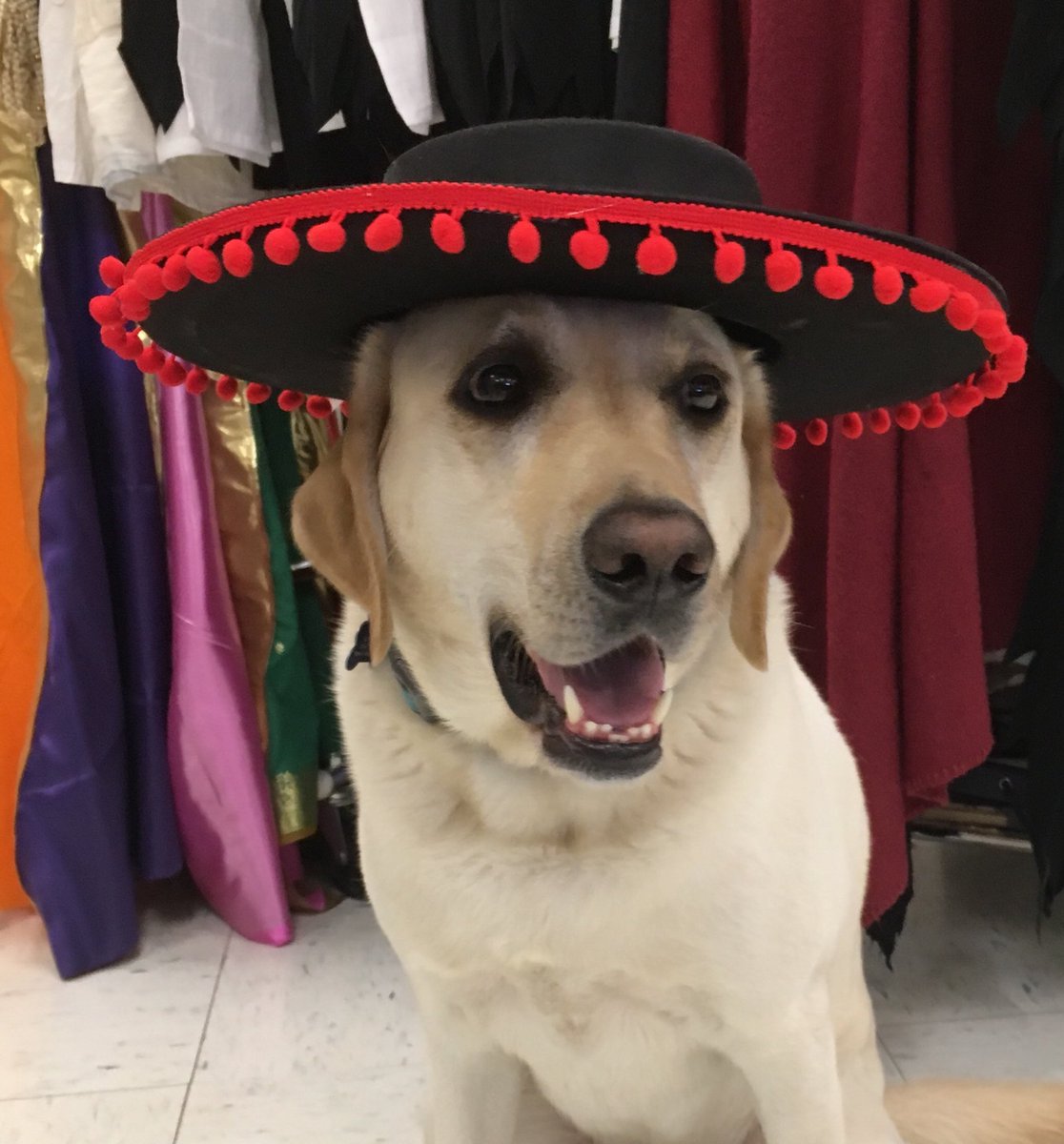 504Miche's tweet photo. Stay tuned . . . Rollins is checking the costumes for the Eighth Grade play,Joseph and the Amazing Technicolor Dreamcoat. https://t.co/rPdETH0DQa